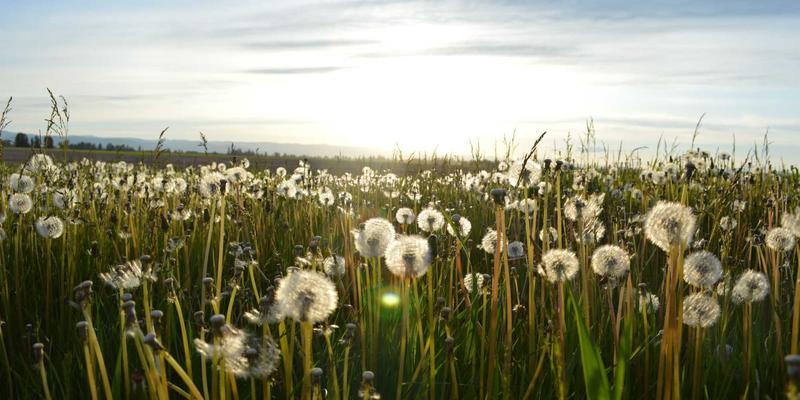 IT教程与技术分享：如何通过开源项目掌握核心网络技术
